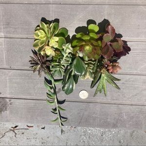 sweetcandiee succulents